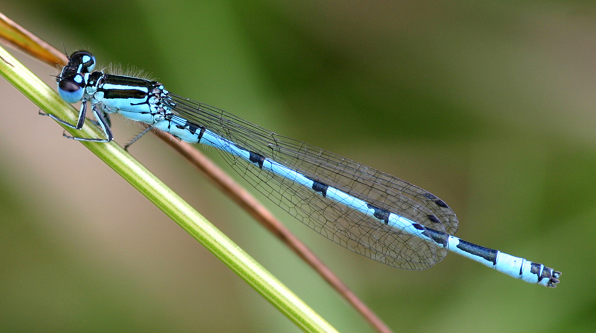 southern_damselfly_coenagrion_mercuriale