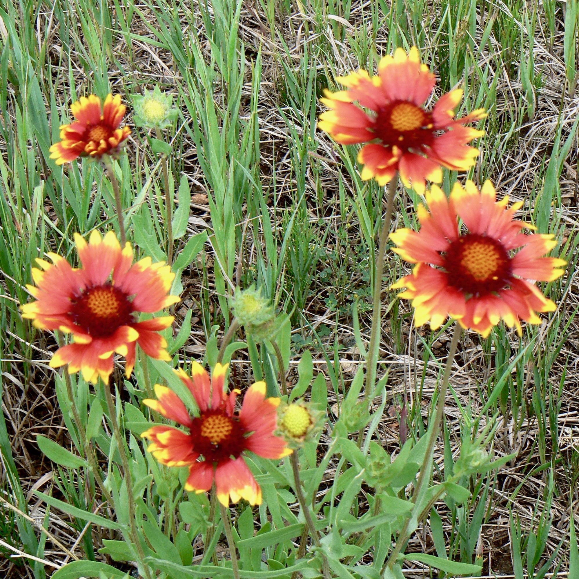 Indian Blanket