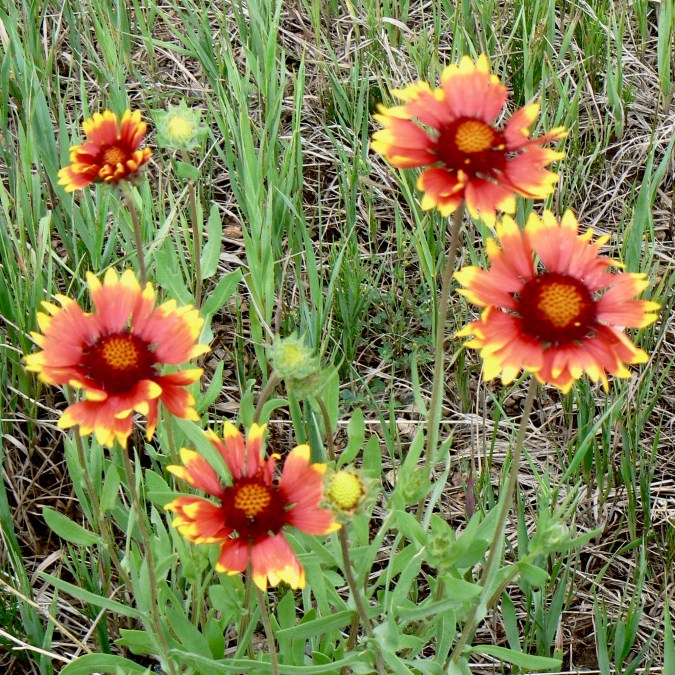Indian Blanket